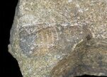 Cyclopyge An Unusual Pelagic Trilobite #40144-5